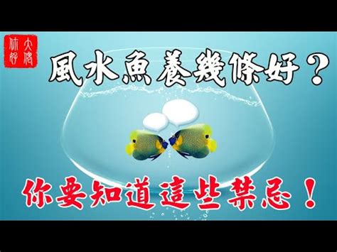 魚缸魚隻數量|養魚招財：最佳魚隻數量